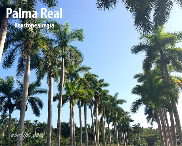 La Palma Real, el Árbol Nacional de Cuba