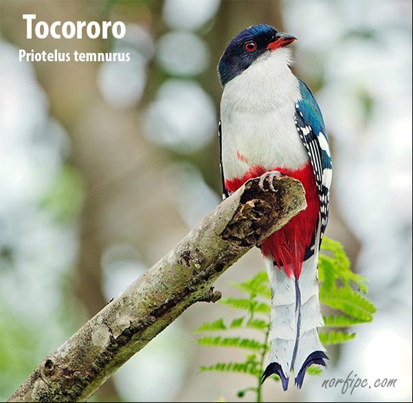 Foto del Tocororo, el Ave Nacional de Cuba