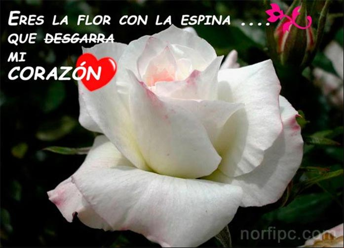Postal de amor para una persona que nos hiere y nos hace daño