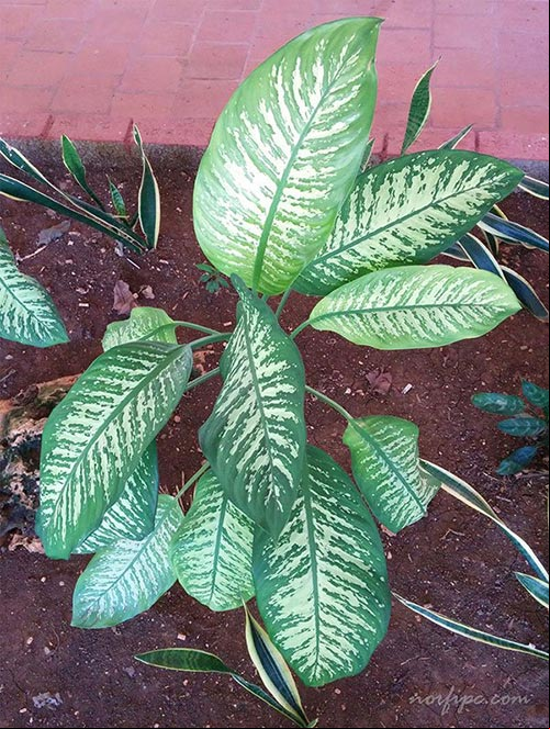 Foto de una Dieffenbachia, planta ornamental preferida para interiores