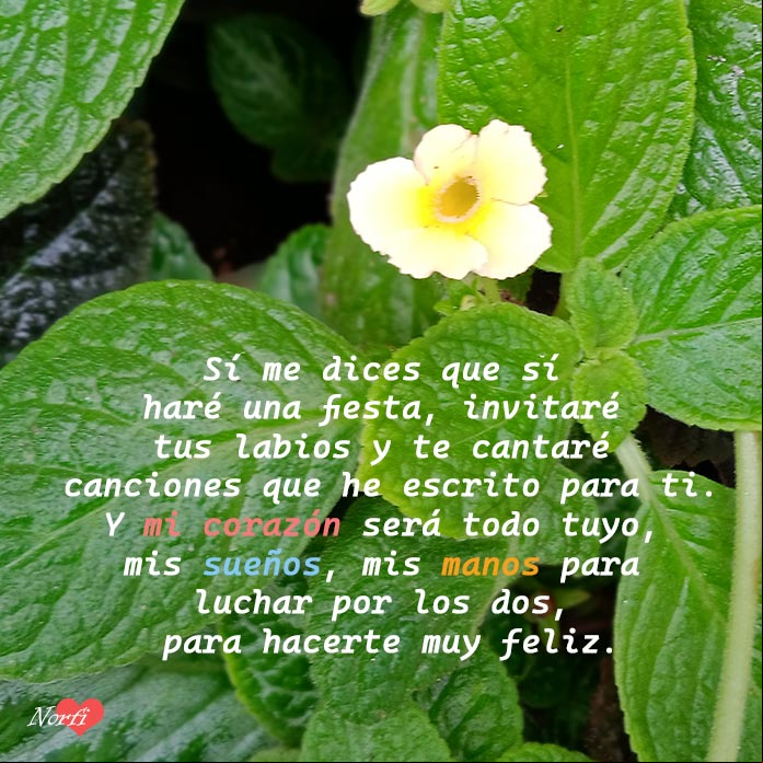 Flor entre hojas de una planta de Begonia