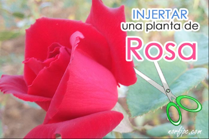 Como injertar una planta de rosa, tutorial con fotos