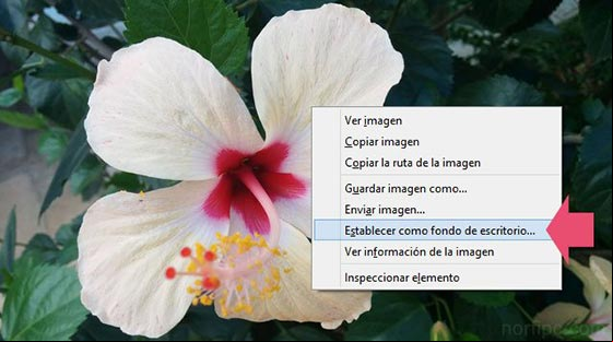 Imágenes para fondo de escritorio o pantalla para el teléfono celular o tableta